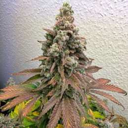 Cherry Pie