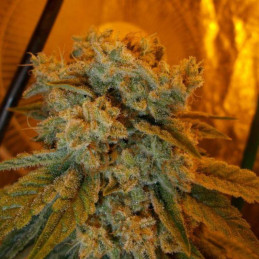 Critical Sour