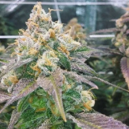 Dream Berry