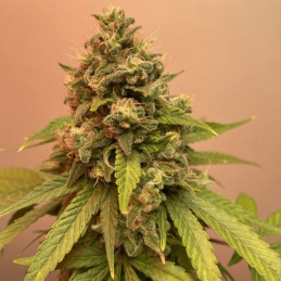 Super Bud
