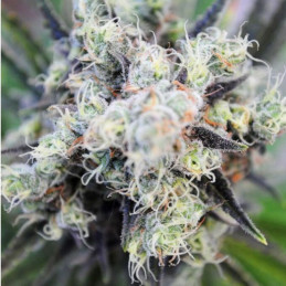 Baby Boom Auto