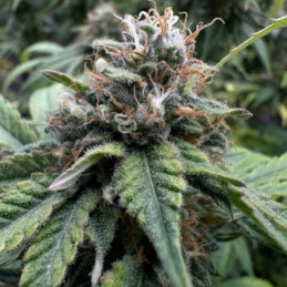 Colombian Jack