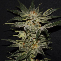 Mamacitas Cookies