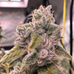 Durga Mata II CBD