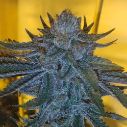 Blue Kush Berry