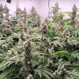 Allkush