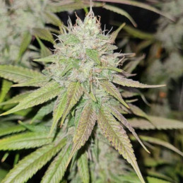 Mystery Kush Auto