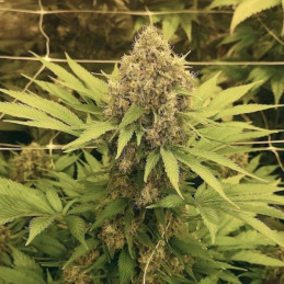 Monkey Cream