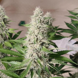 Banana Gorilla