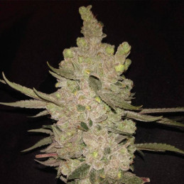Alaskan Purple