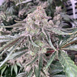 Auto Alaskan Purple