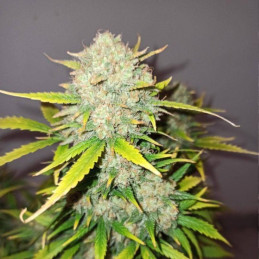 Big Nugs Fast