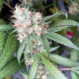 California Indica