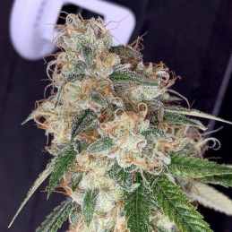 Skunk Kush