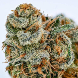 White Lemon