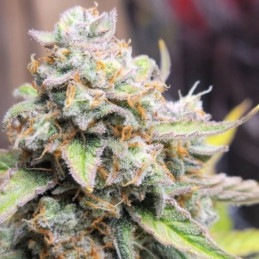 Crystal Candy XL Auto