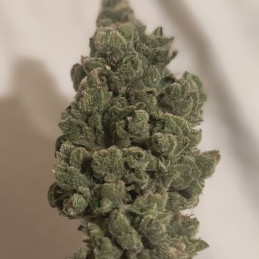 Green Poison