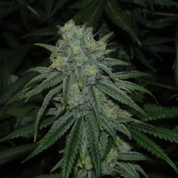 Green Poison Auto