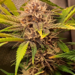 Red Poison Auto