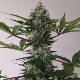 Auto Big Angel
