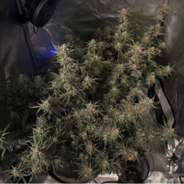 Auto Bubblegum+ Pro