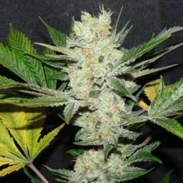 Caramel Monster