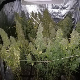 Delhi Cheese Auto