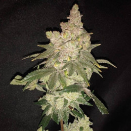 Medical 49 CBD +