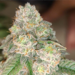 Vision Jack Auto