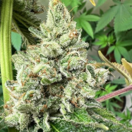 Wedding Cake x Triple OG