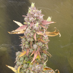 Pure Power Plant