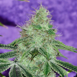 Afghan Kush x Skunk