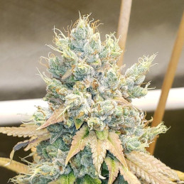 Colombian Gold