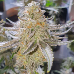 Strawberry Blue