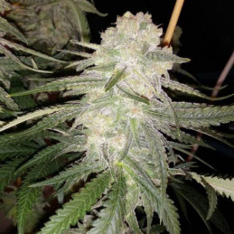 Little Dwarf Auto