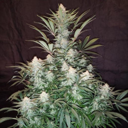 Green Monster Auto