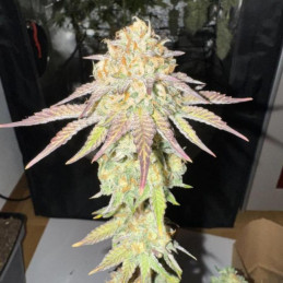 Candy Caramelo Fast Flowering