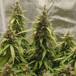 Jack Herer Fast Version
