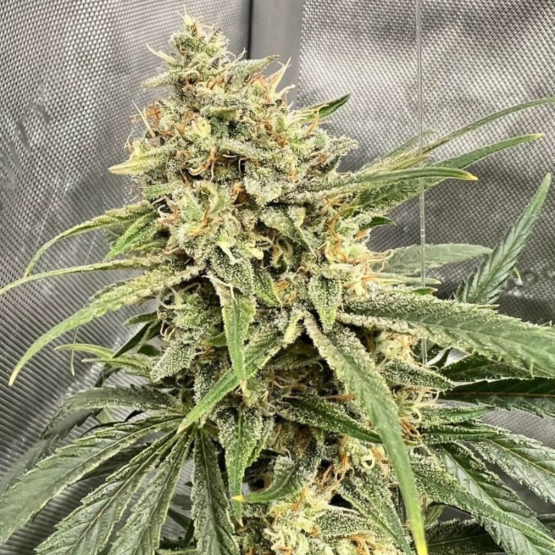 haze thcv kannabiszmagok