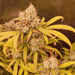 Lavender Auto