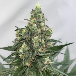 Mandarine Auto