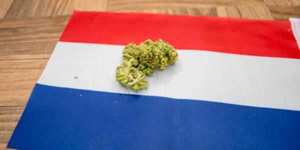Milyen az ár a kannabisznak Hollandiában