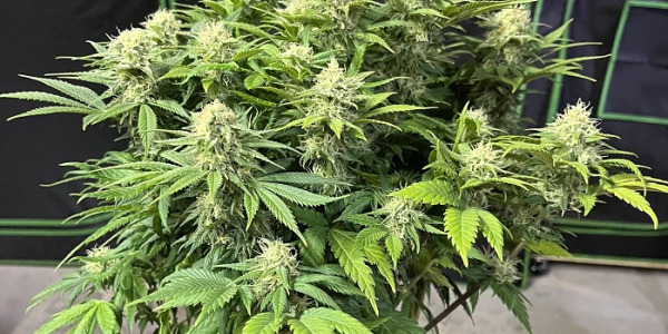 Mik azok az autovirágzó kannabiszmagok?